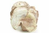 Articulated Triassic Phytosaur Vertebrae Fossils - New Mexico #367574-2